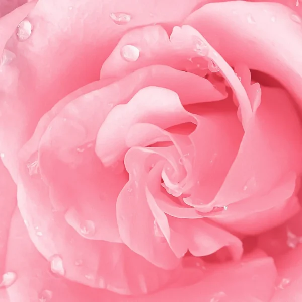 BALM N? CUTE ROSE - Image 3